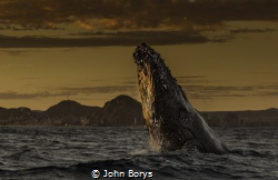Sunset on the Sea of Cortez and this Humpback just kept b... by John Borys 